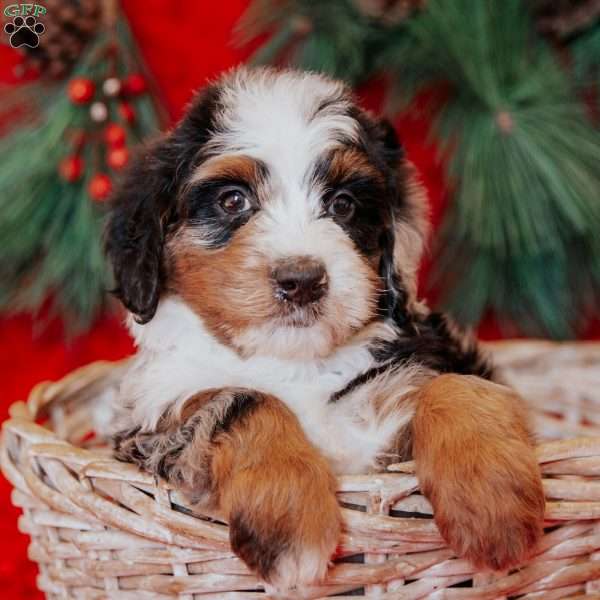 Walter, Mini Bernedoodle Puppy